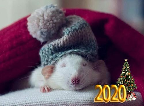 New year 2020!